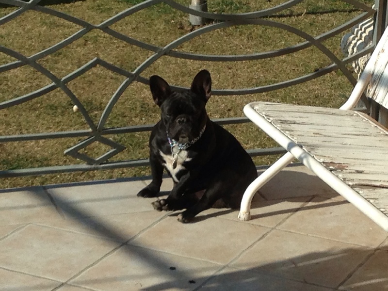 Fibie des bulls de la passion