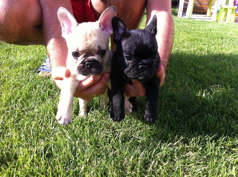 Chiots 2012